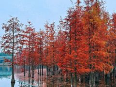 -白鹭湾湿地公园