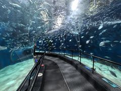 -上海海洋水族馆