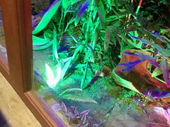 -老表记广西宵夜螺蛳鸭脚煲(西大店)