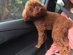 -严国平动物医院(德政总院)