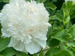 -洛阳市隋唐城遗址植物园