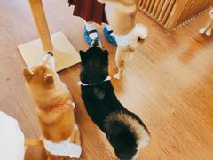-豆柴町-柴犬主题狗咖(红鼎国际C座店)