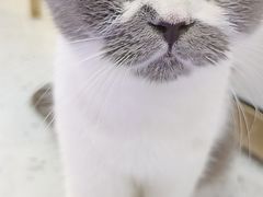 -喵园·猫主题咖啡厅·撸猫·猫咖(国贸店)