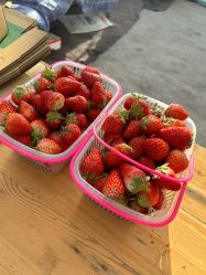 -蓝呗呗蓝莓草莓采摘园(通州区马驹桥店)