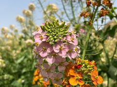 -中国天府农业博览园