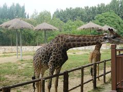 -北京野生动物园