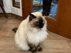 -有猫主题·治愈系猫咖(曾厝垵店)