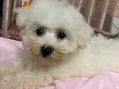 -翊宠yipet猫狗购宠庄园犬舍•猫舍