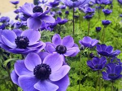 -上海鲜花港