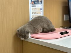 -瑞派康怡24h宠物医院·犬猫医疗中心·微创绝育(瑞景分院)