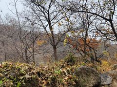 -大岭沟猕猴桃谷风景区