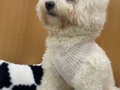 -联合动物医院(光谷诊疗中心)