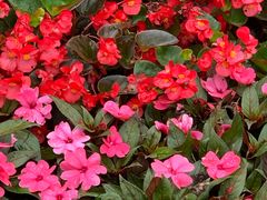 -大兴滨河森林公园