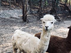 -清迈夜间动物园