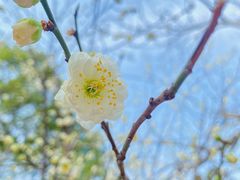 -梅花山(明孝陵内)