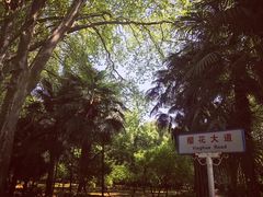 -武汉大学-樱园