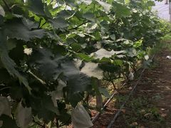 -马陆小张葡萄园农家乐