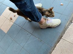 -直落玻璃（瓦煲）肉骨茶