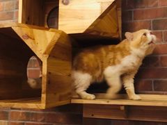 -more than meow吴止猫主题餐厅(承德 中船汇店)