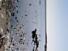 -烟墩角天鹅湖