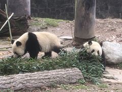 -都江堰中华大熊猫苑