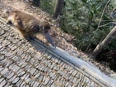 -苏州上方山国家森林公园