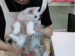 -lincat·猫舍(广州店)