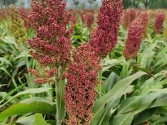 -临平南高铁站(地铁站)