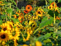 -汉长安城未央宫国家考古遗址公园