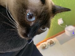 -猫和宫(六道口店)