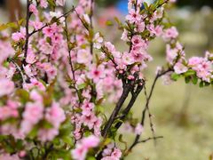 -上海滨江森林公园