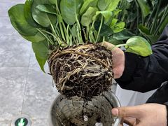 -大自然花鸟鱼虫市场