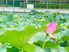 -大望京公园