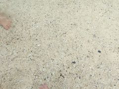 -珊瑚岛