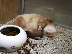 -藦茜花园宠物主题亲子互动体验馆(国顺东路店)