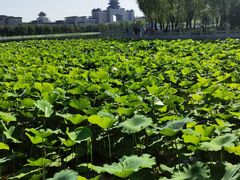-莲花池公园