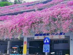 -深圳仙湖植物园