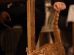 -海边的猫和咖啡馆