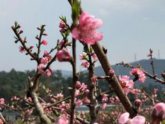 -紫颐香薰山谷景区