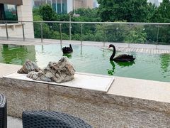 -行者书屋大堂吧 ·下午茶(南京圣和府邸酒店)