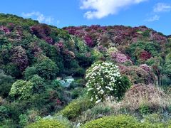 -贵州百里杜鹃风景名胜区
