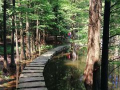 -四明山国家森林公园