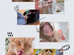 -喵屿·大理花园猫咖