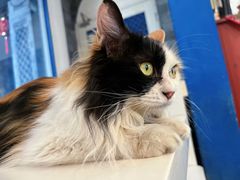 -Anne猫窝咖啡屋