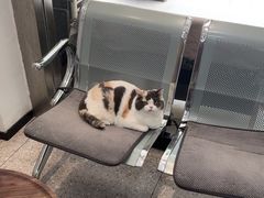 -四月宠物医院·猫专科·心脏专科·内科(转塘店)