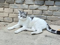 -西安大兴善寺
