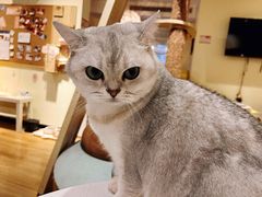 -滚猫咖啡·猫咖·猫友好撸猫(未来城店)