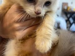 -楼上猫咖(罗湖店)