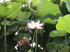 -昆山城市生态森林公园