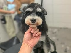 -帕帕拉兹宠物(亚洲旗舰店)